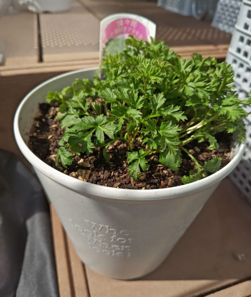 ６号鉢に植えたアネモネ凜々花