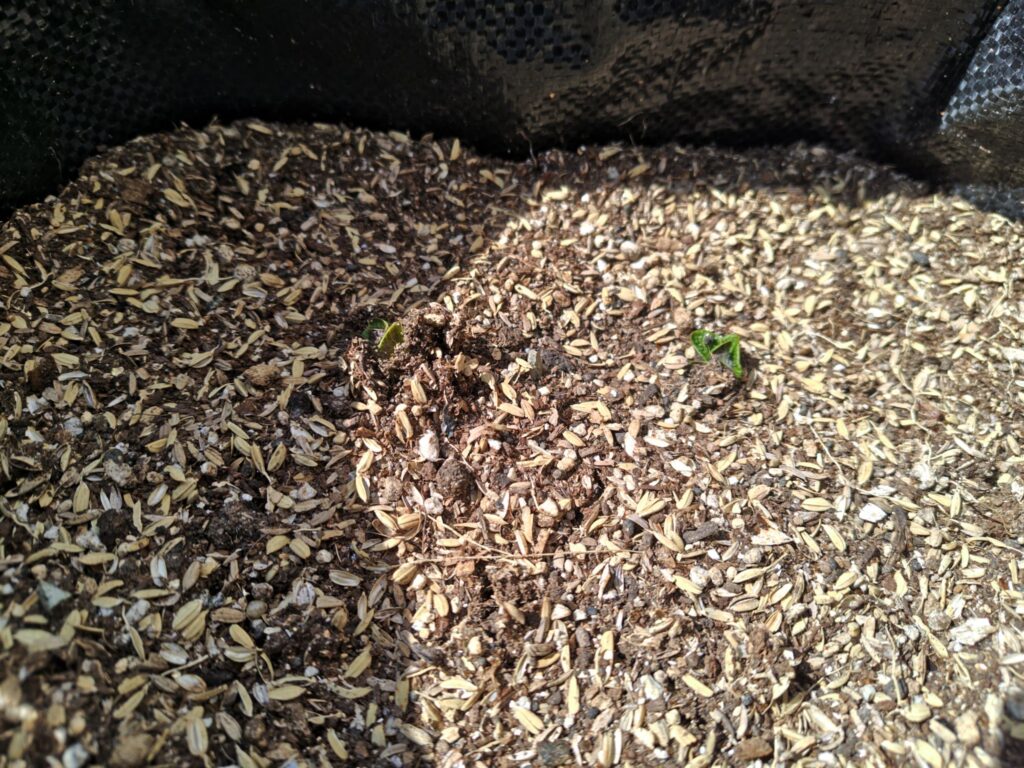 デストロイヤーの若芽