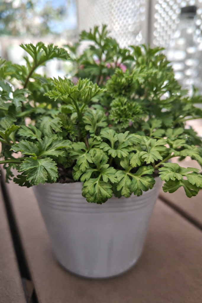 アネモネリリカのポット苗