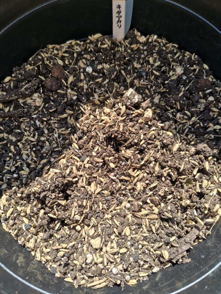 発芽したキタアカリ