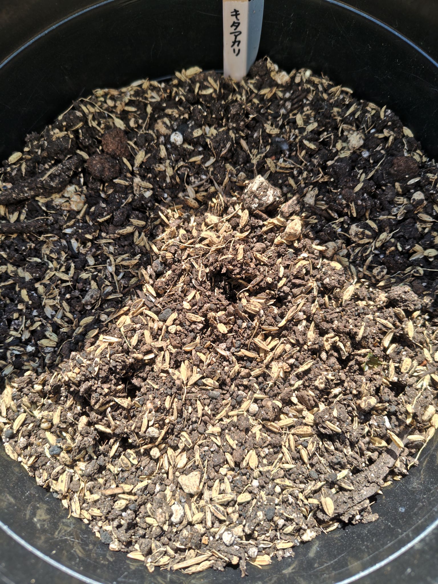 発芽したキタアカリ