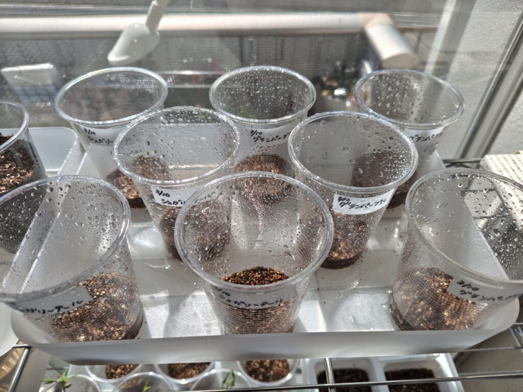 グランパープルナスとシュガリーテールを植え付けたプラカップ