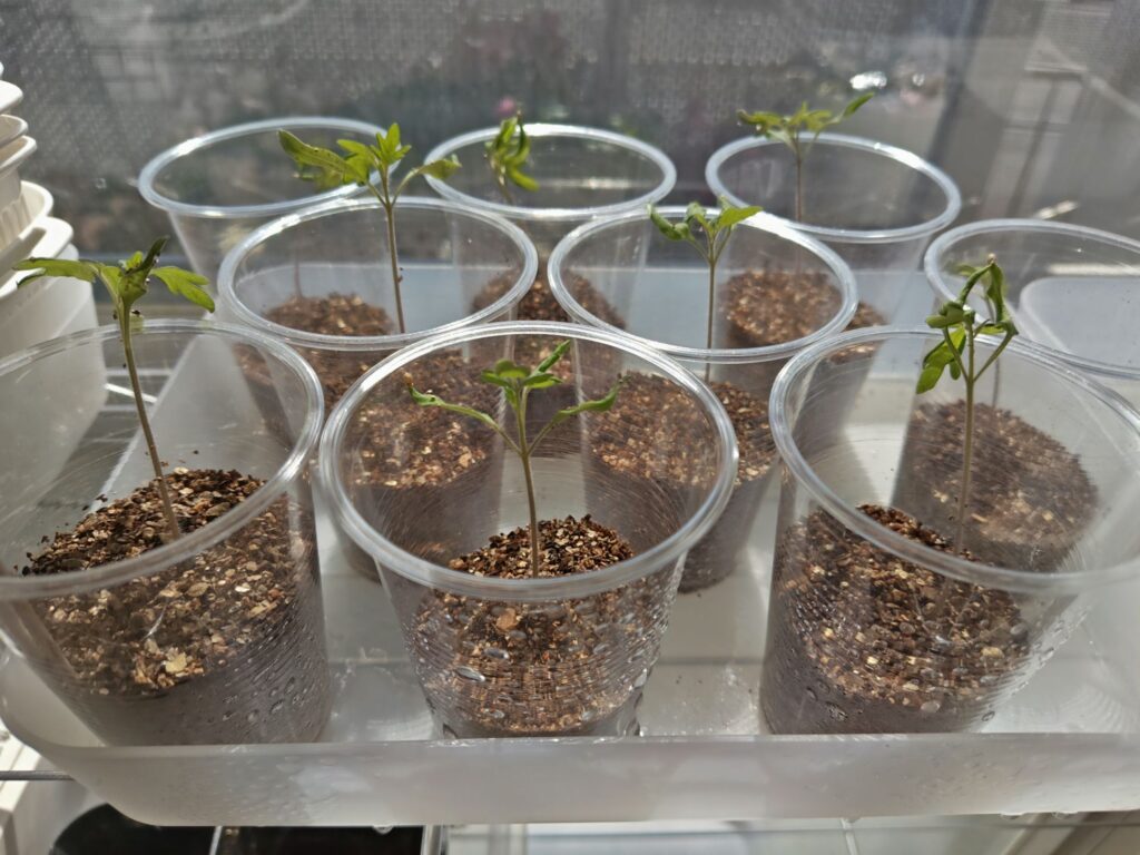 3/11のオレンジポップの苗の様子