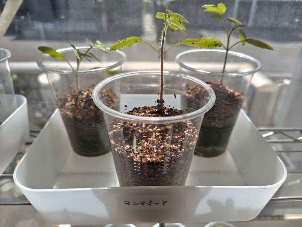 3/11のマンマミーアの苗の様子