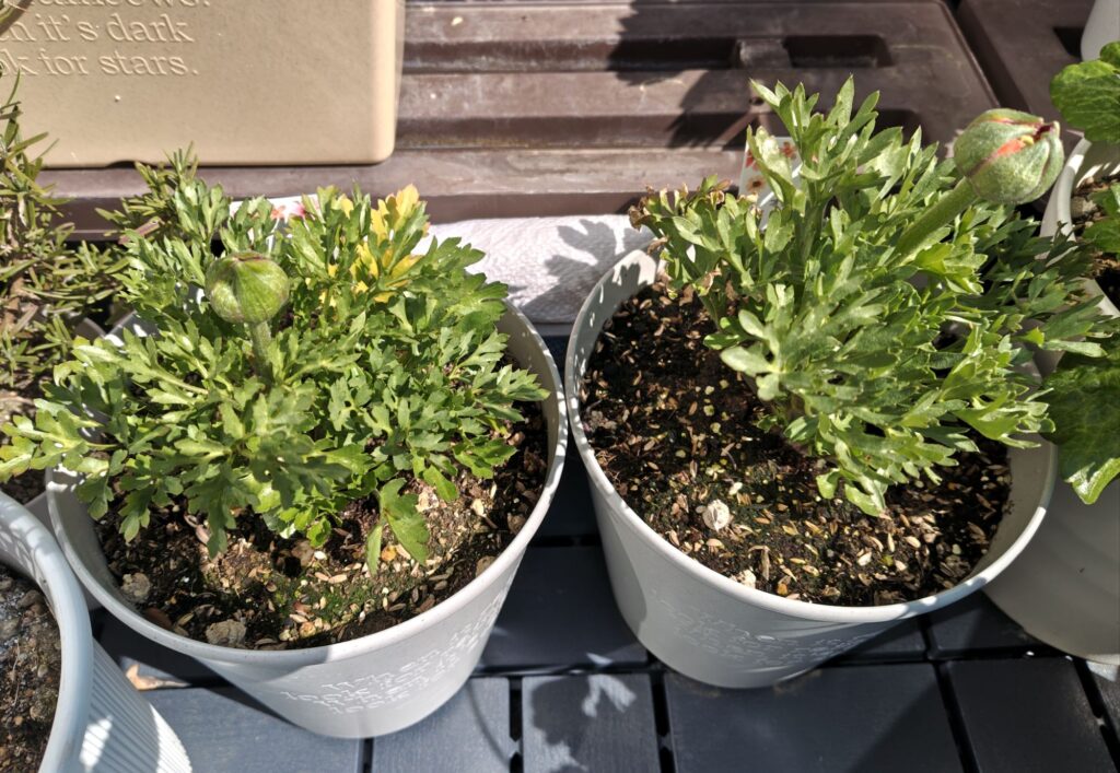 3/11のラナンキュラス（赤・オレンジ）の様子