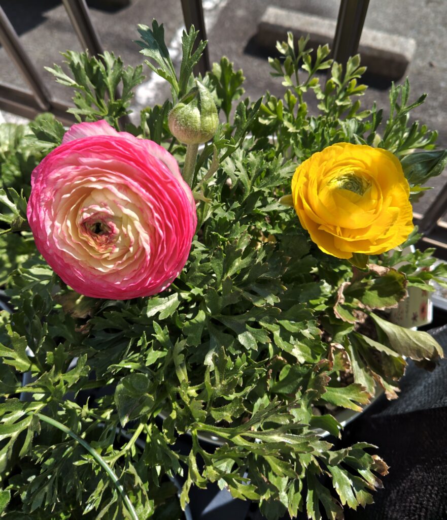 開花したラナンキュラス