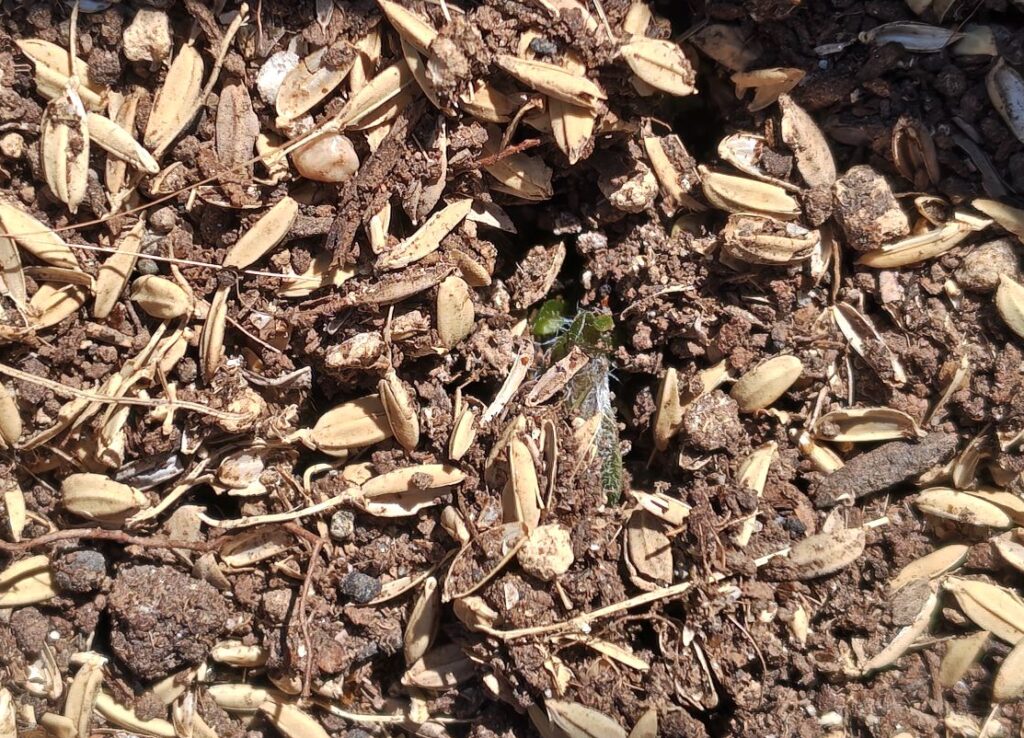 土嚢袋に植えたトウヤの芽