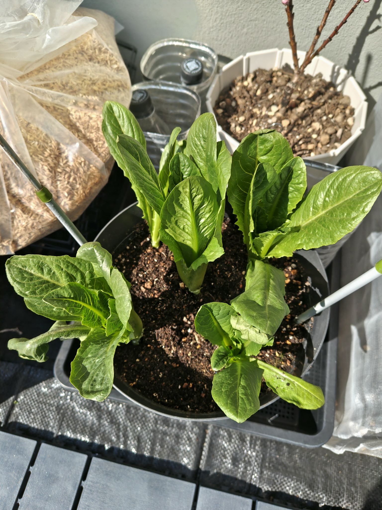 ヘナヘナの葉っぱを除去したロメインレタス