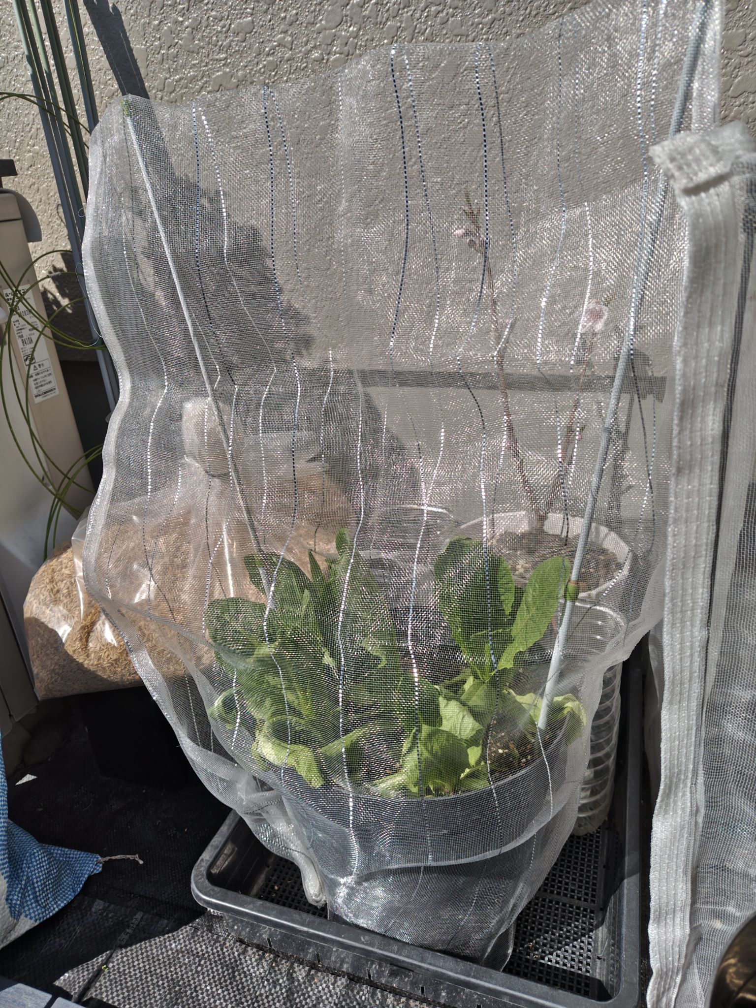 防虫ネットをかけたロメインレタス