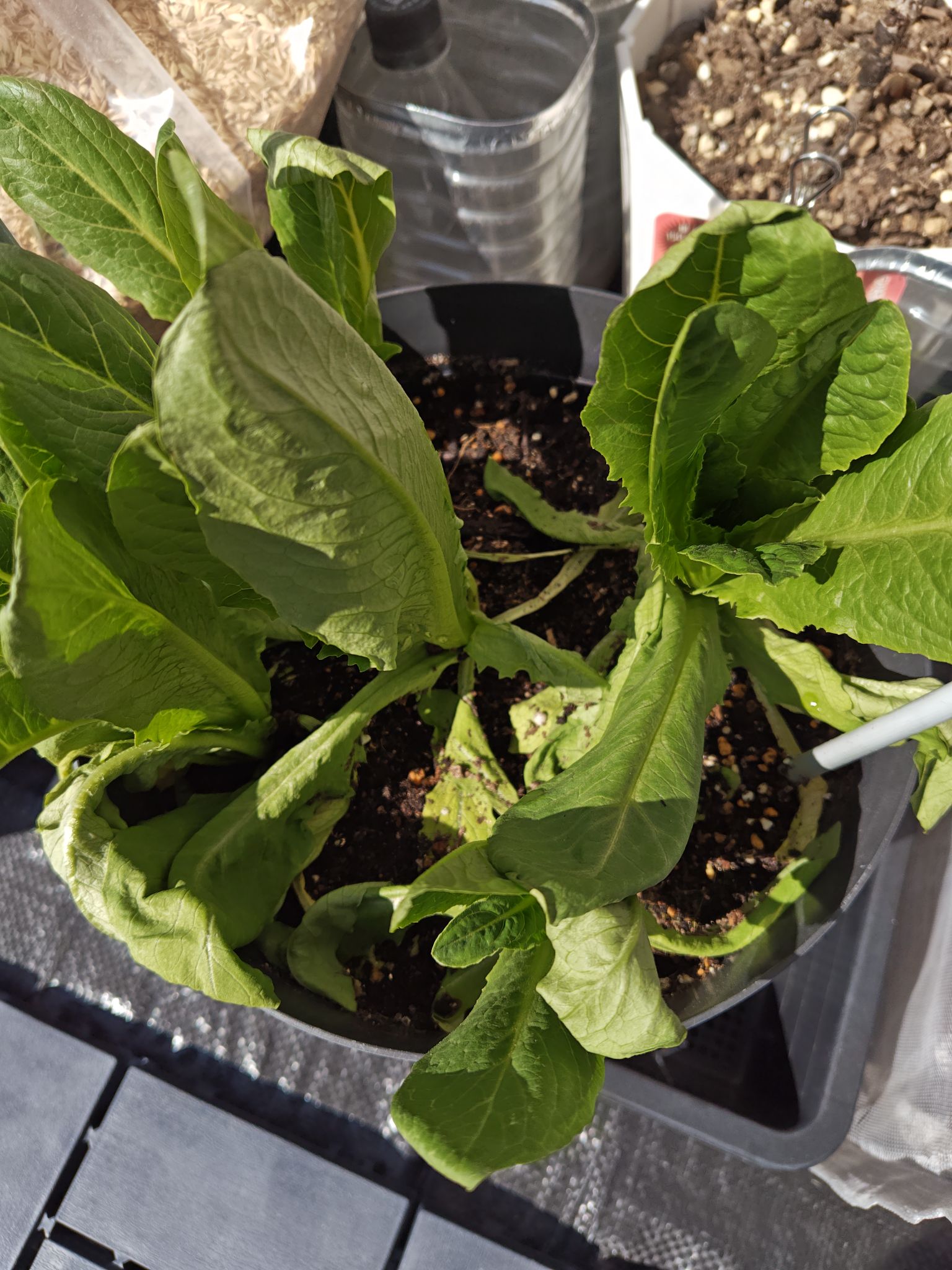 水切れでヘナヘナになったロメインレタス
