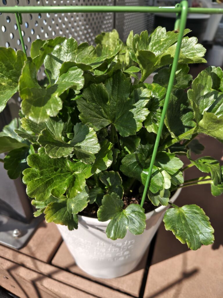 3/12のエリスの様子