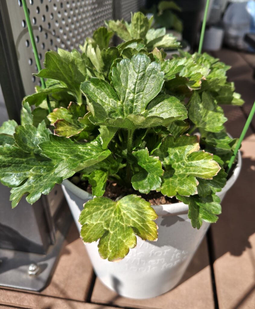 3/12のティーバの様子