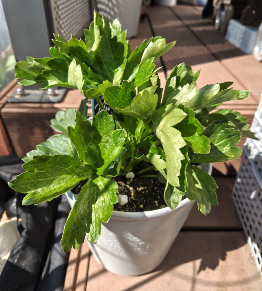 3/12のニノスの様子