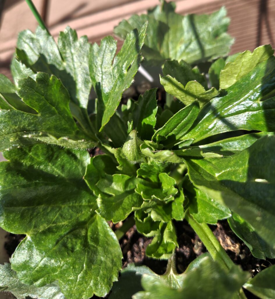 3/12のヘラの様子（蕾）