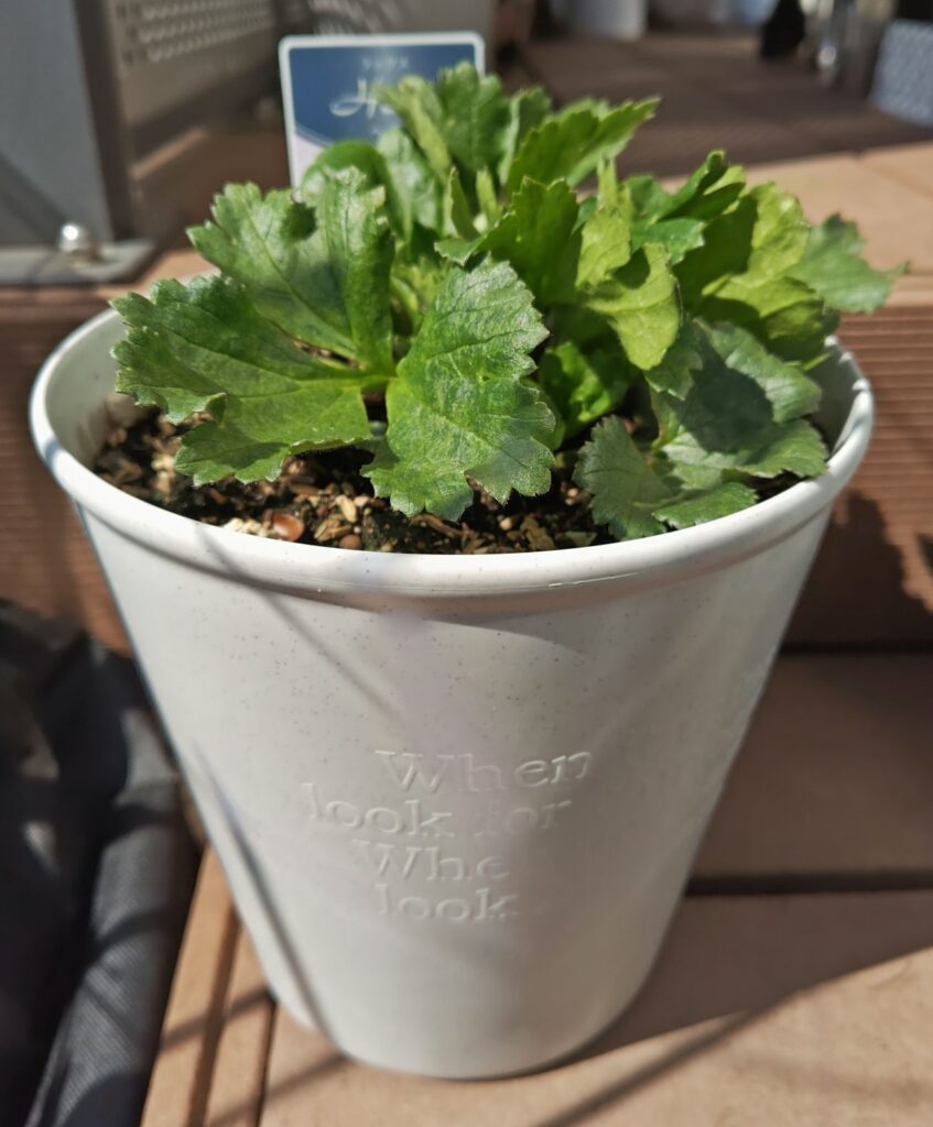 3/12のヘラの様子（横）