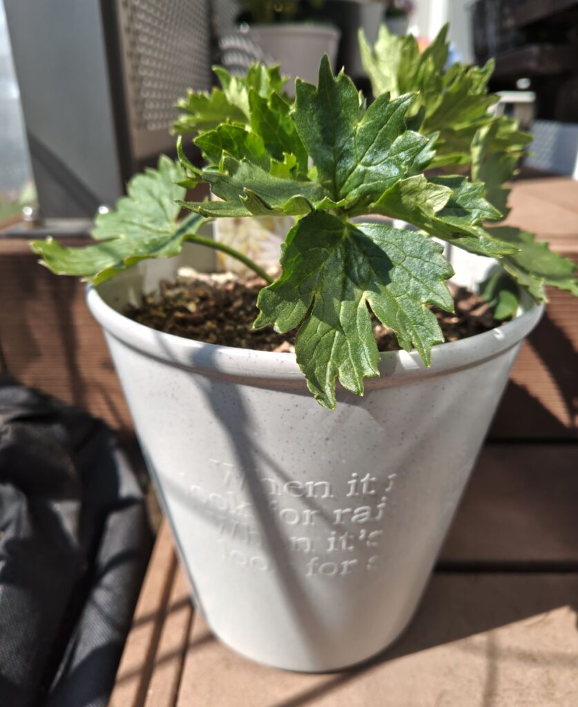 3/12のアポロンの様子（横）