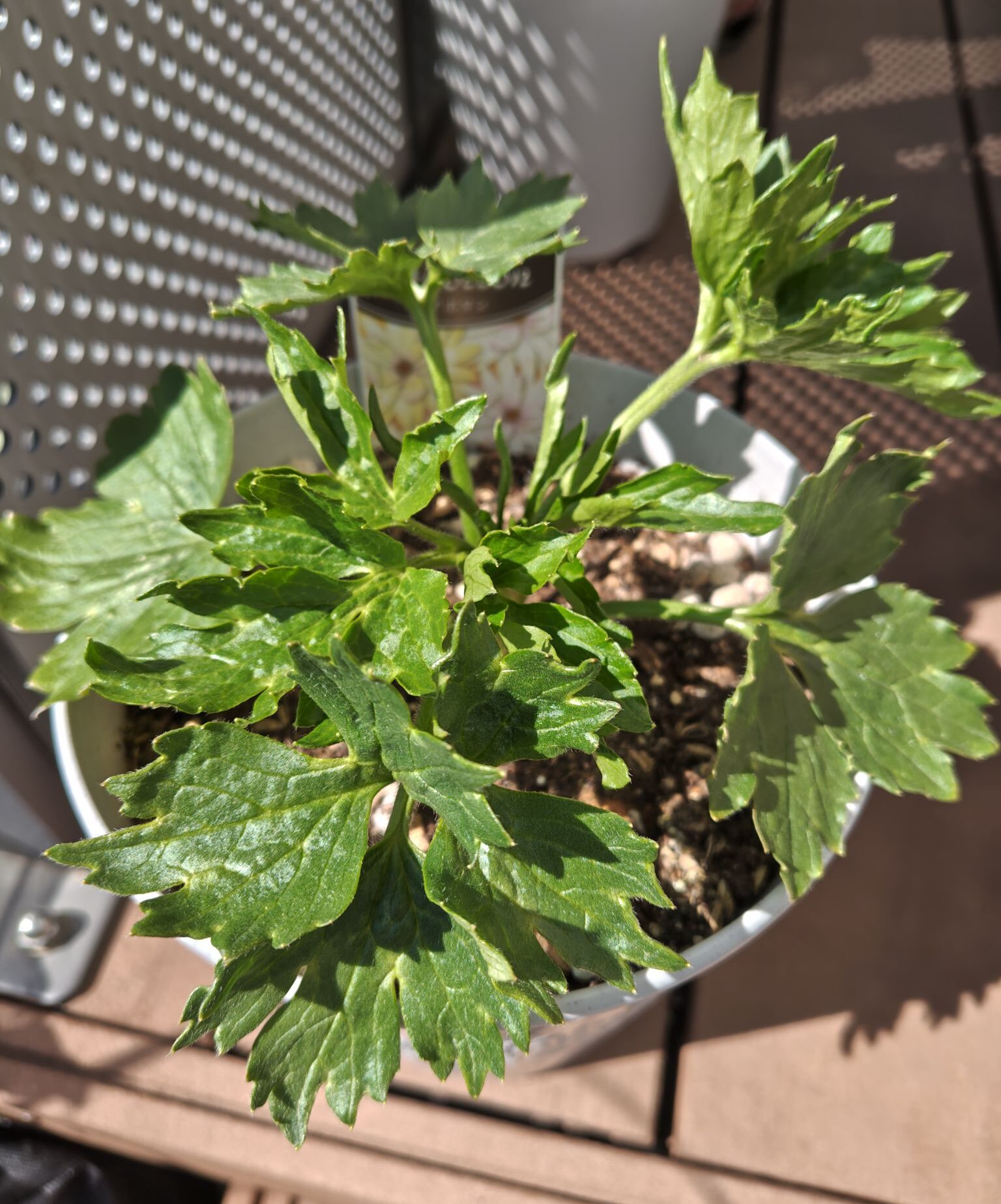 3/12のアポロンの様子（上）