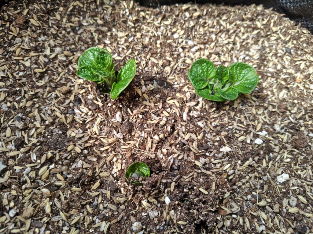 一番最初に芽を出していたデストロイヤーの3/13の様子