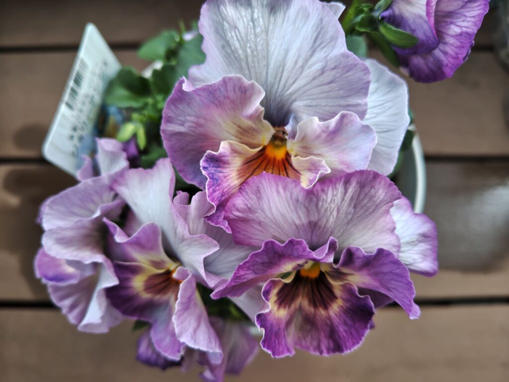 ジョリーアンジュの花