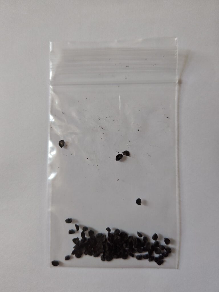 小さいジプロックに入れた種