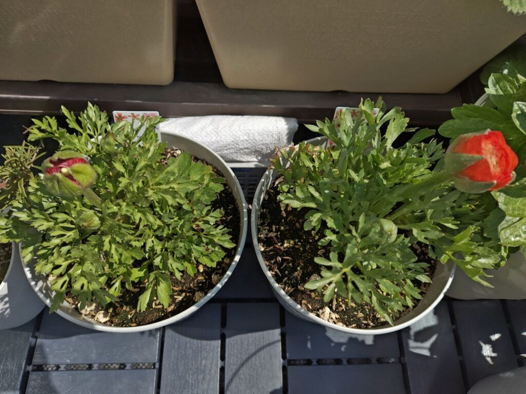 普通のラナンキュラス（赤・オレンジ）