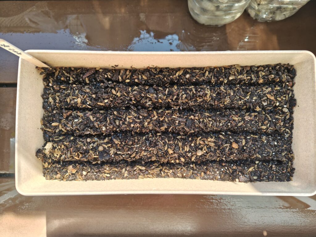 プランターに小葱の種を筋蒔きした状態