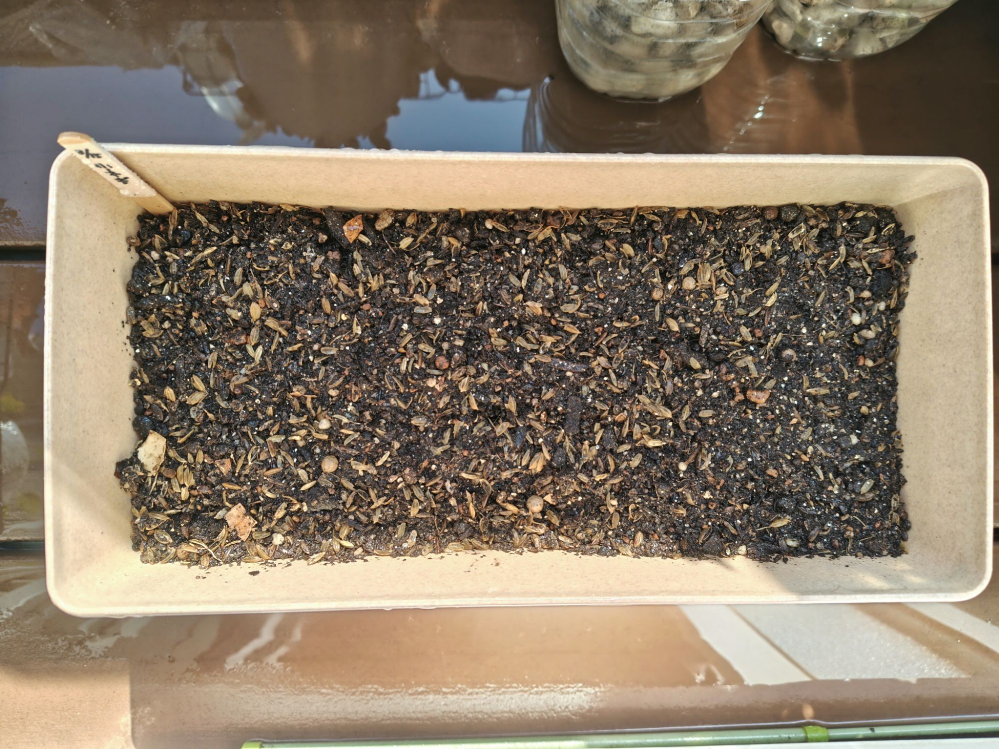 種蒔きした後、土を平にして水やりした状態