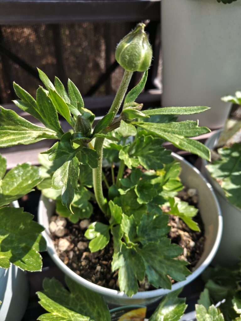 ラックスペネロペの蕾