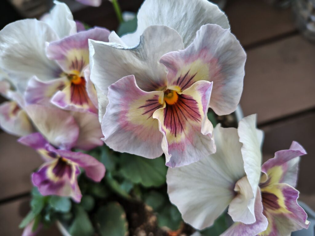 ジョリーアンジュの花