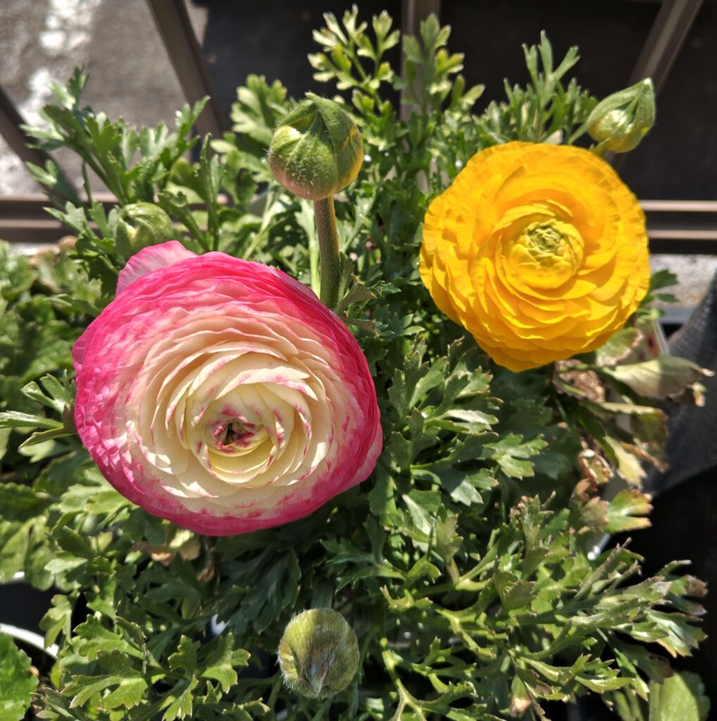 3/15のラナンキュラスの花