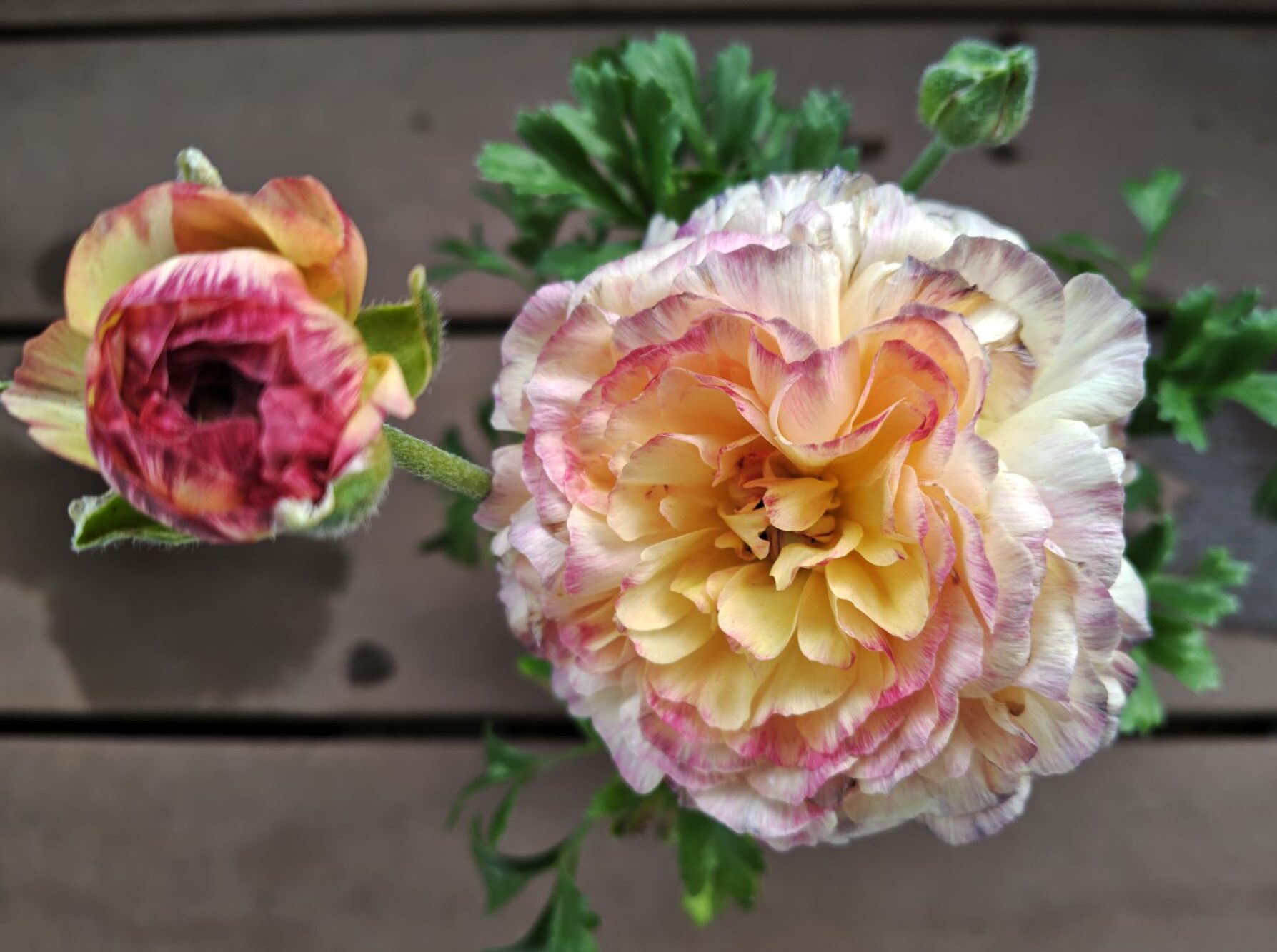 お値打ち品ラナンキュラスの花