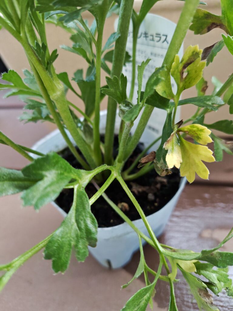 お値打ち品ラナンキュラスの根元