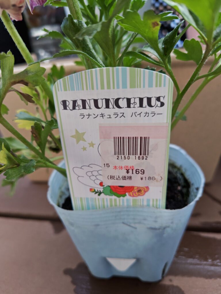 お値打ち品ラナンキュラスのタグ