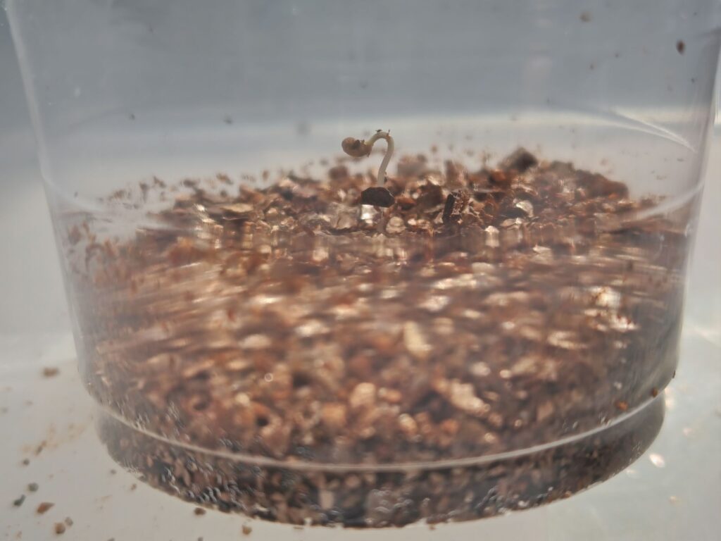 シュガリーテールの芽