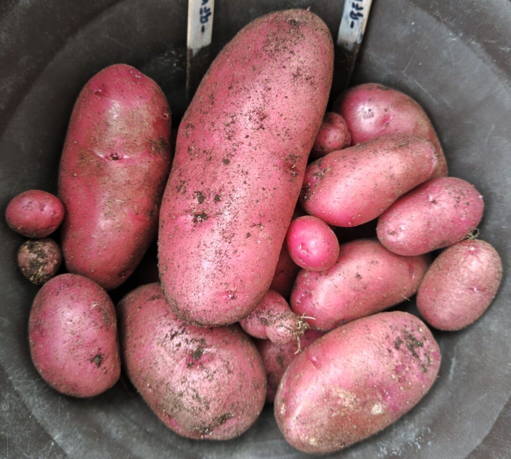 2025年春に収穫したノーザンルビー