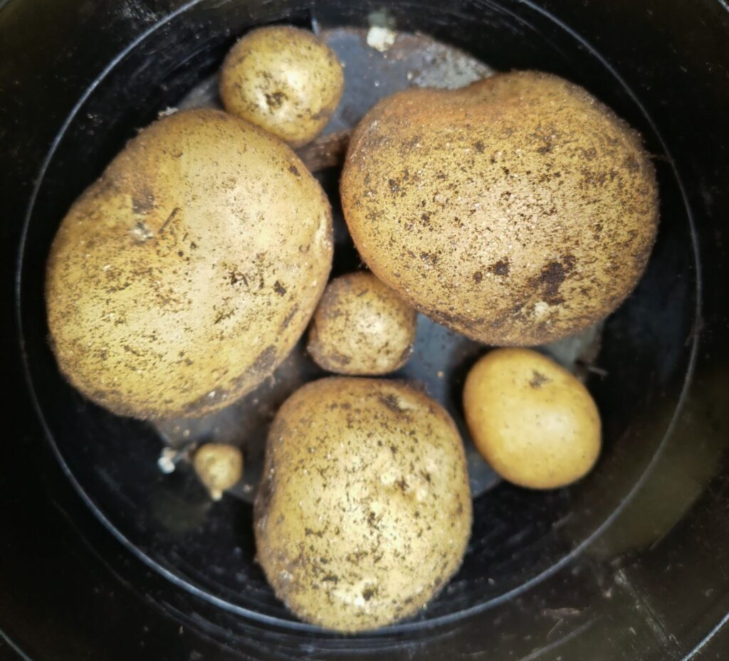 2025年春に収穫したトウヤ