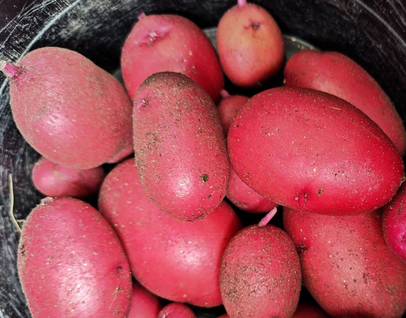 2025年春に収穫したレッドムーン