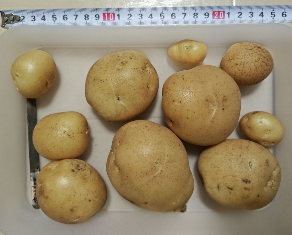 2025年秋に収穫したニシユタカ