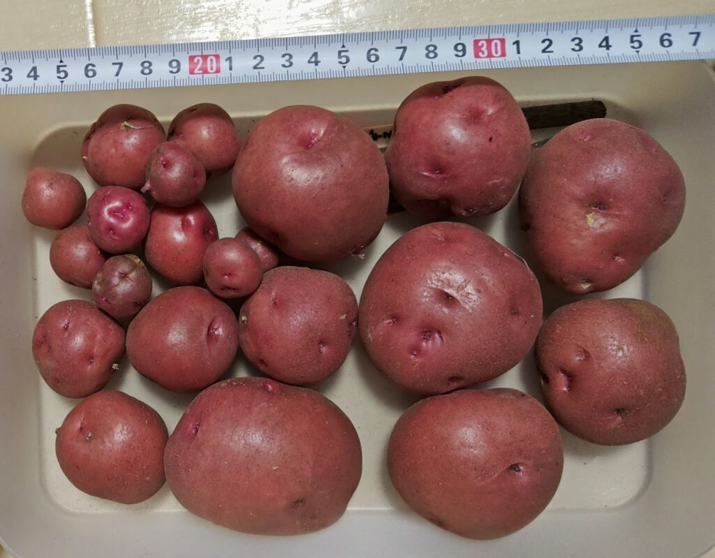 2025年秋に収穫したアンデスレッド