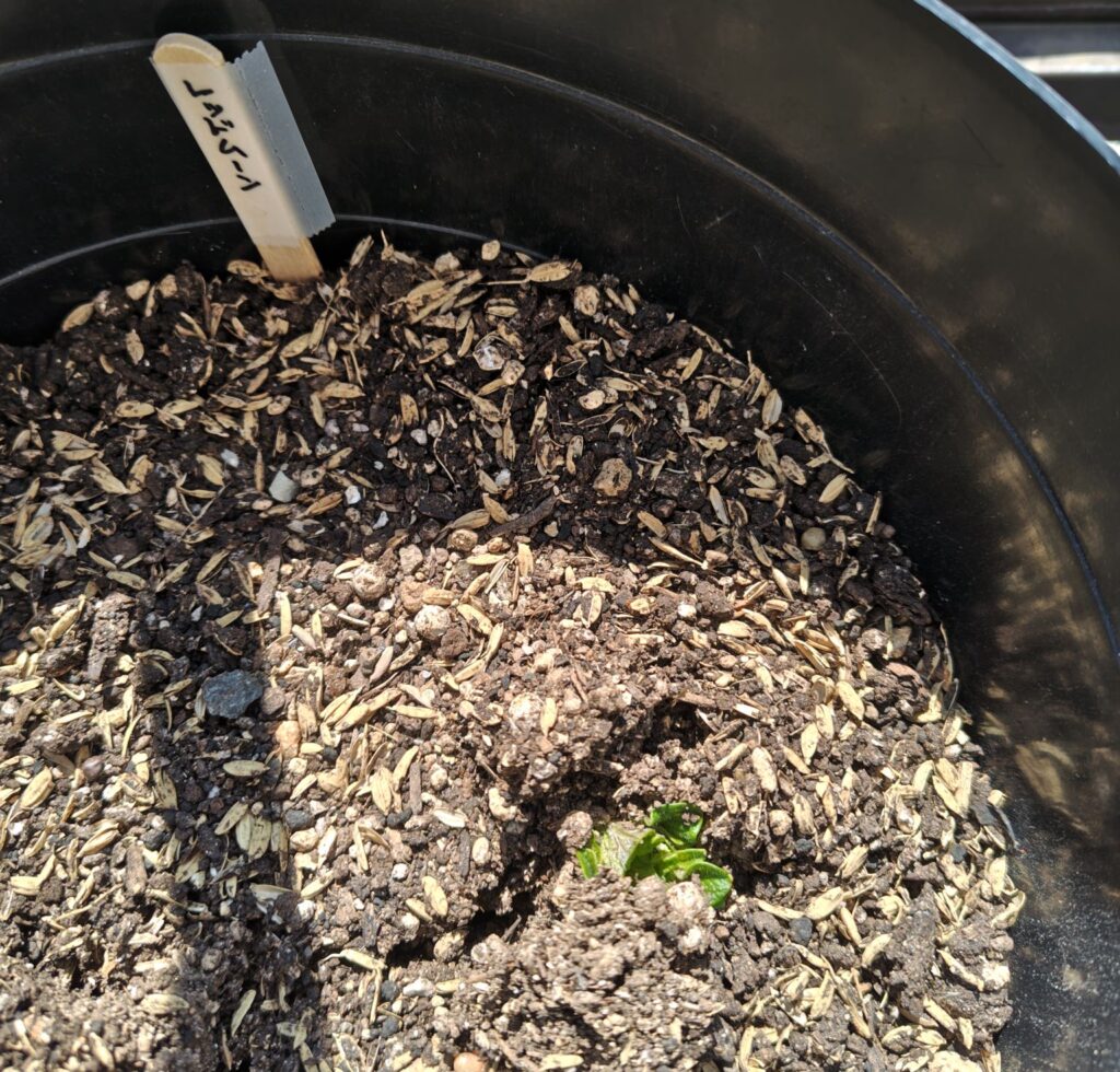 3/17に発芽したレッドムーン