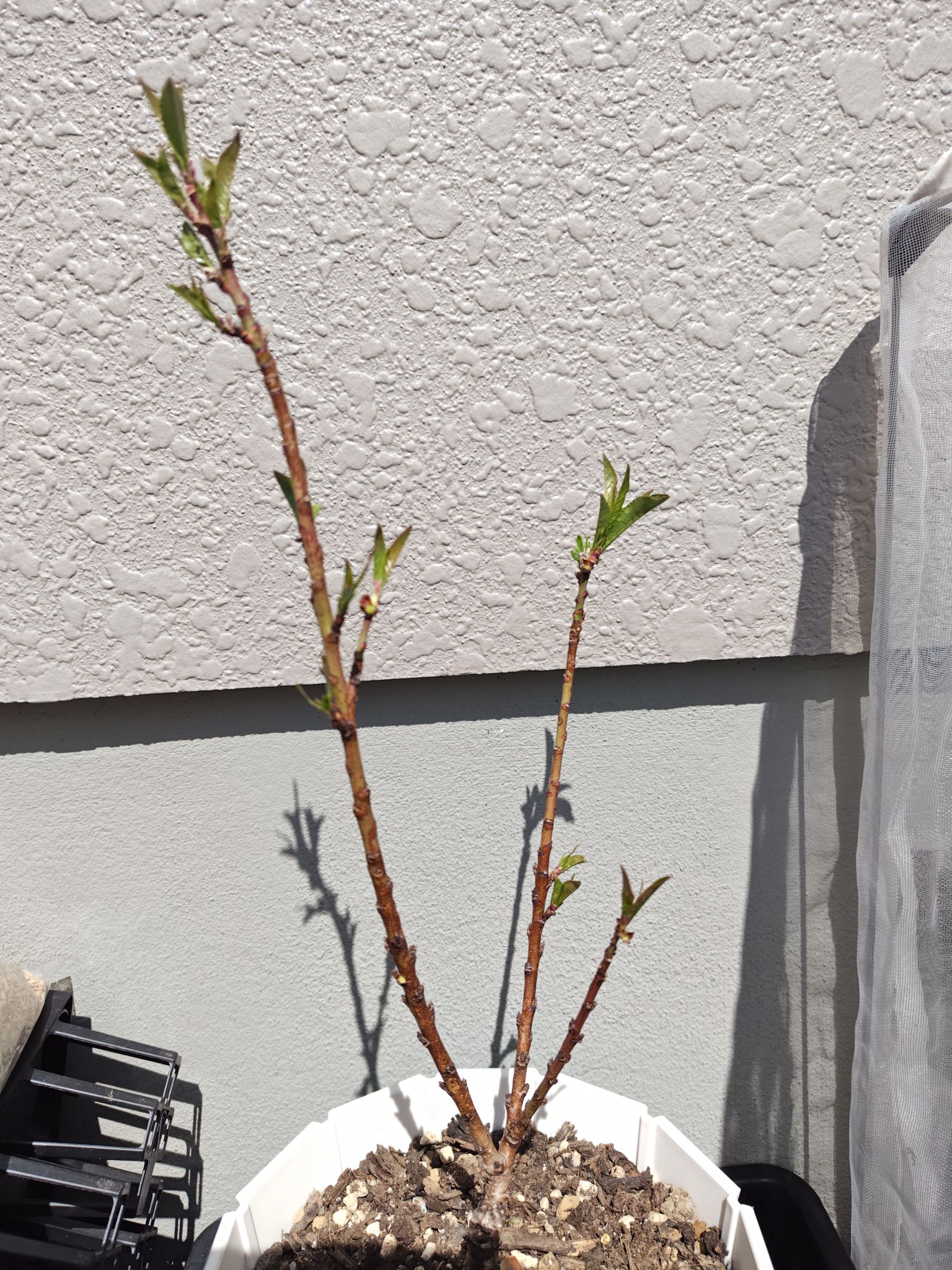 花を落とした後の桃の木