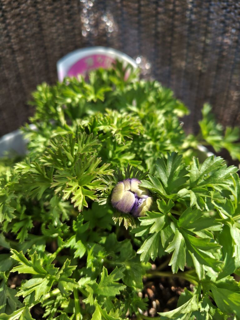 アネモネ凜々花の蕾