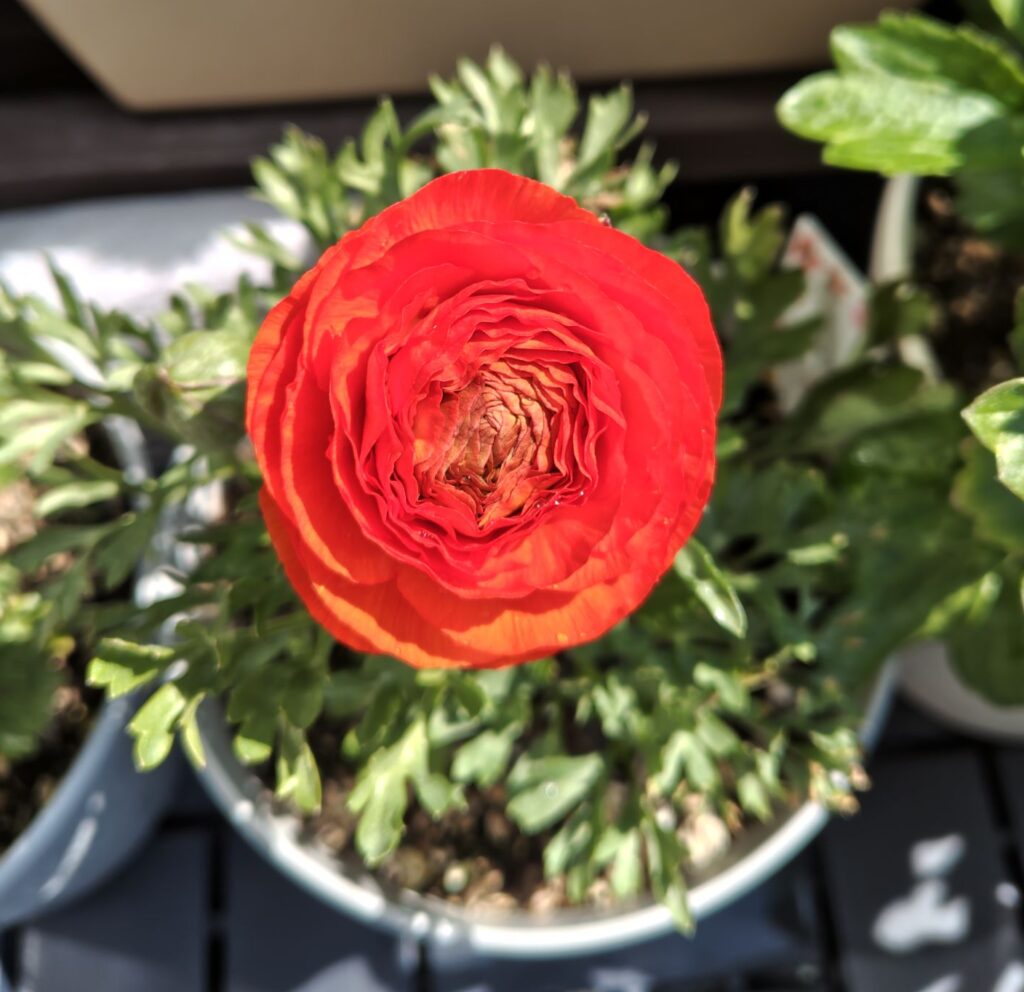 オレンジのラナンキュラス