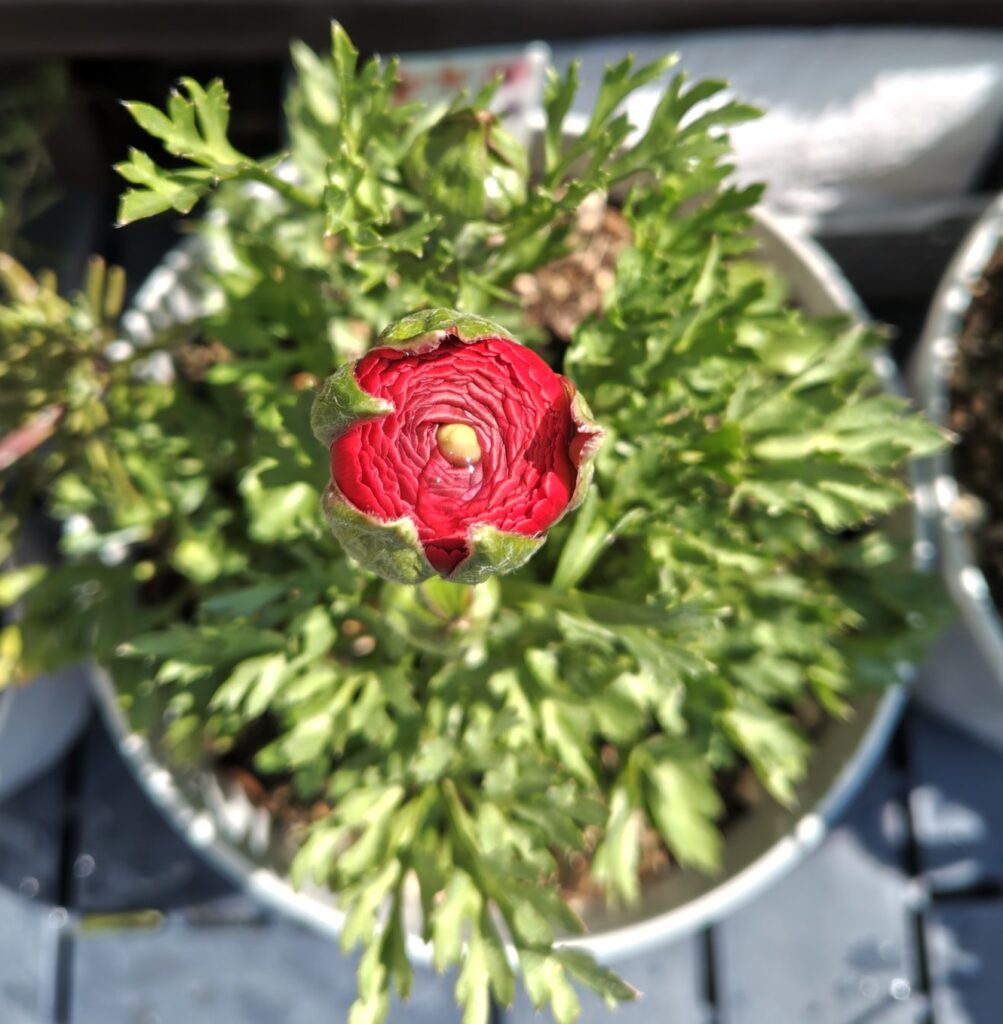 赤のラナンキュラス