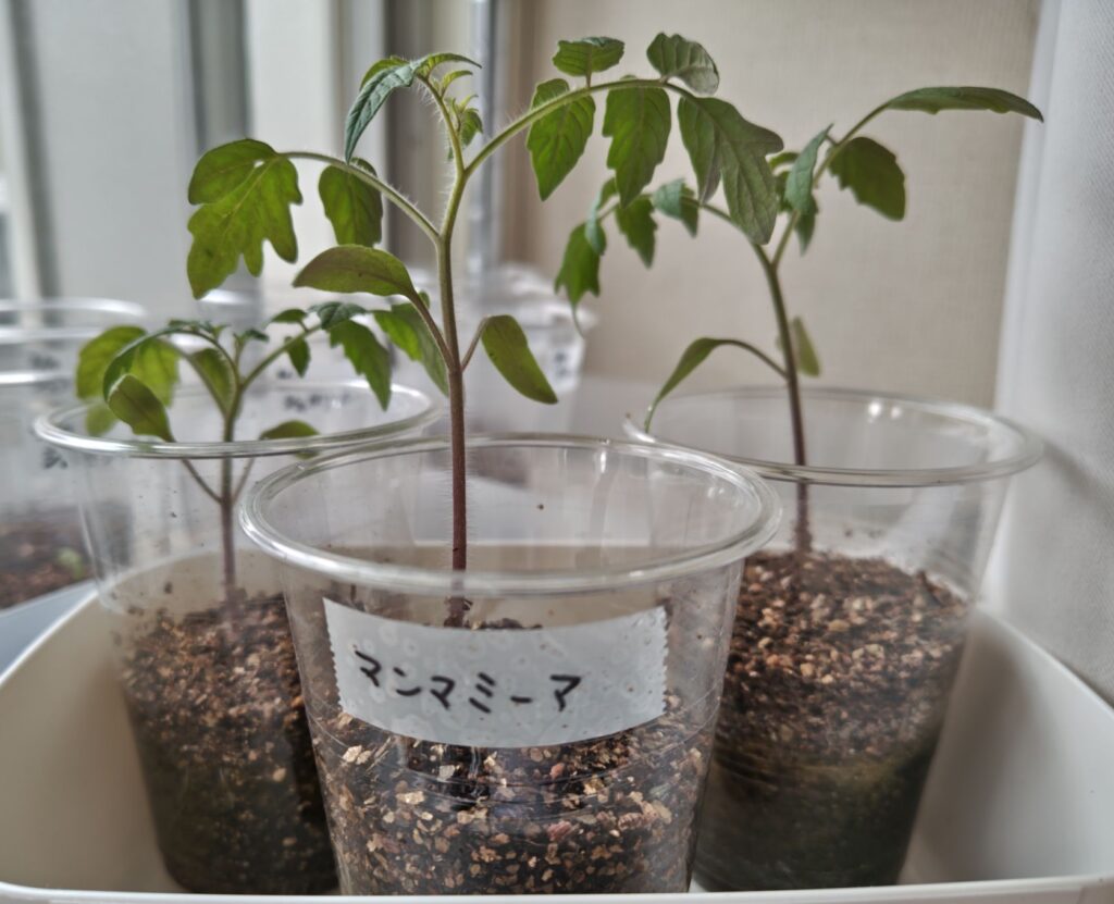 マンマミーアの苗