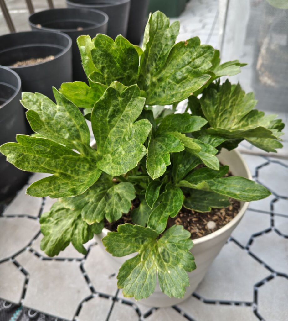 ラックス　ヴィーナスの鉢植え