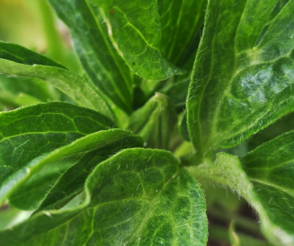 3/18ラックス　ヴィーナスの蕾