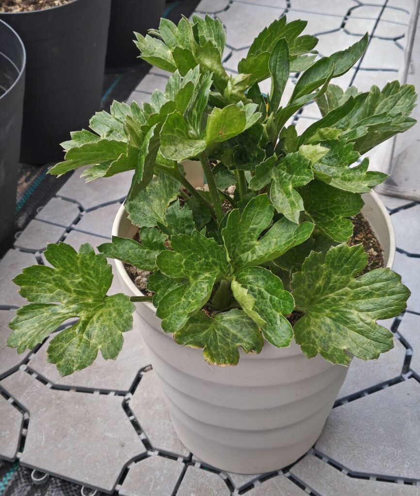 ラックス　ミネルバの鉢植え