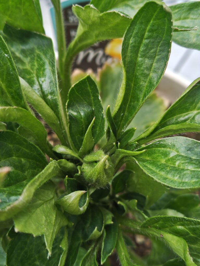 3/18ラックス　ミネルバの蕾