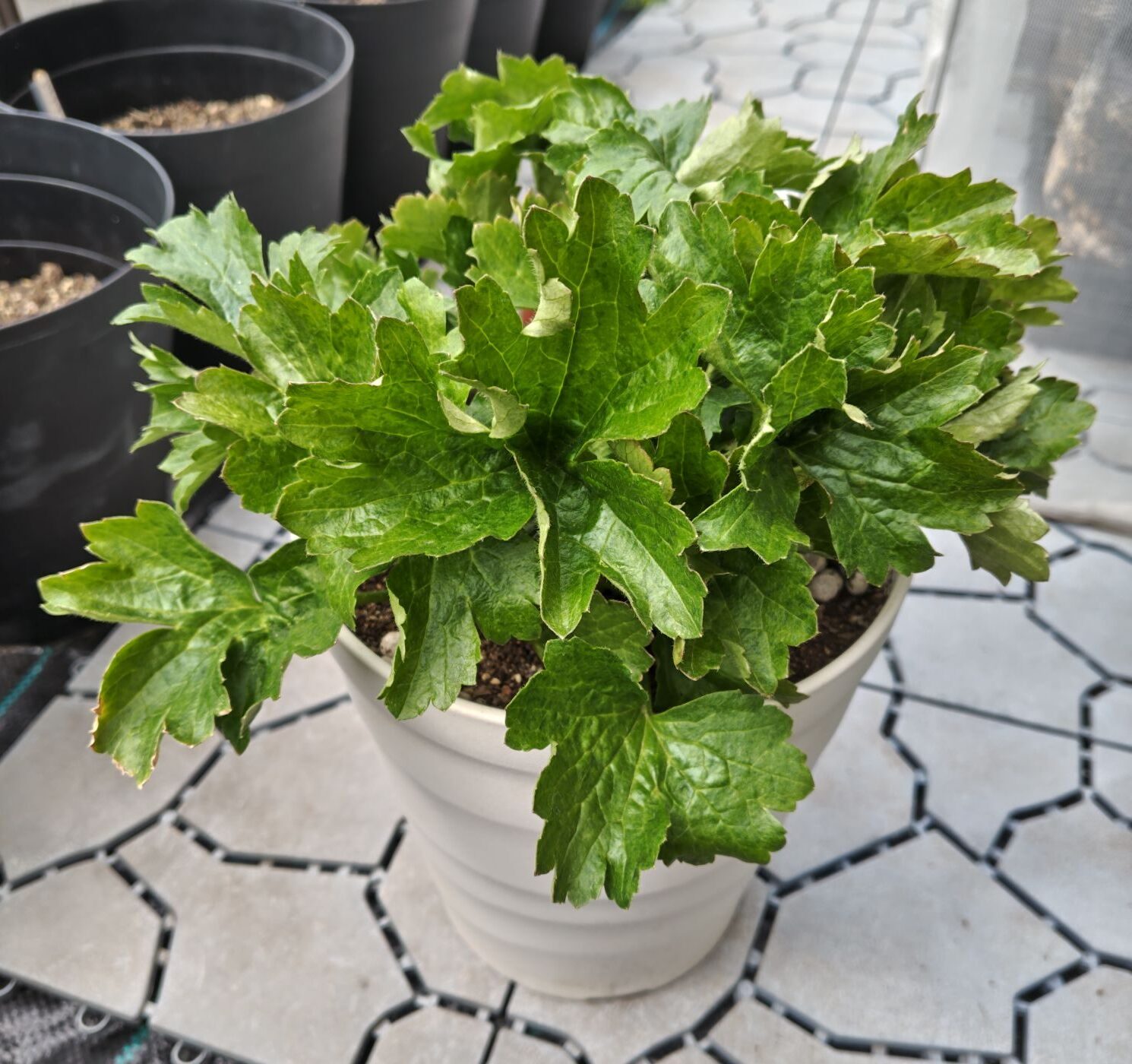 3/18ラックス　ムーサの鉢植え